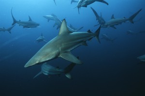 Aliwal Shoal Indian Ocean South Africa blacktip sharks (Carcharh